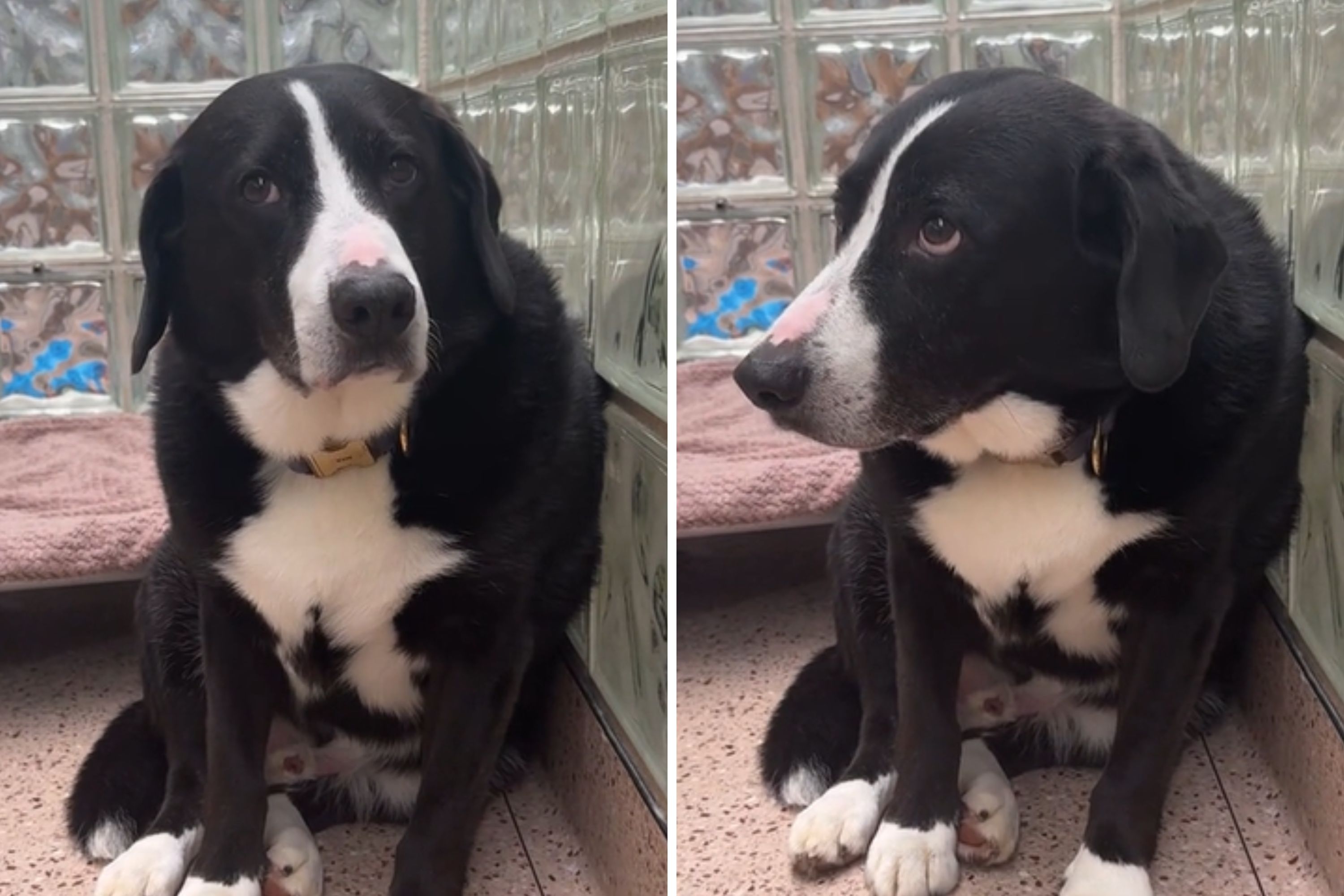 The dog returned to the shelter from “Only Family” known after 8 years