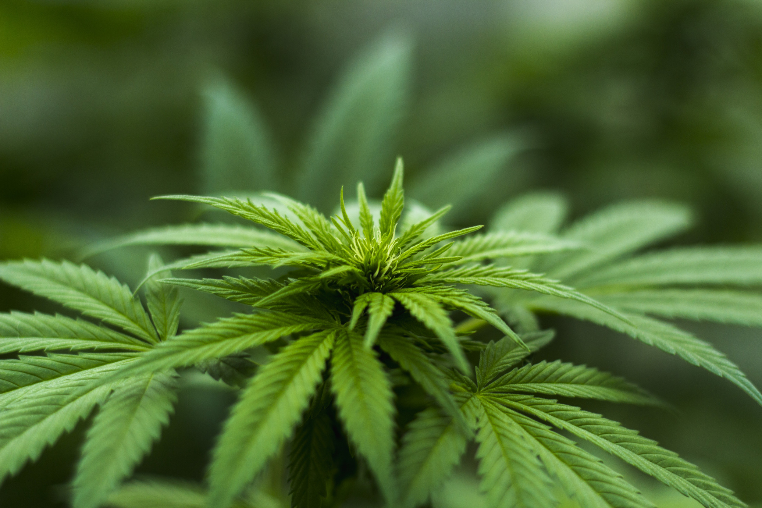 Weed Recall Sparks Warning for Dozens of Products
